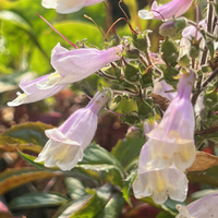 Penstemon smallii